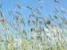 Premium Meadow Grass mix - Goren Farm Seeds