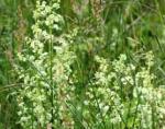 Hedge Bedstraw - 5g - Goren Farm Seeds