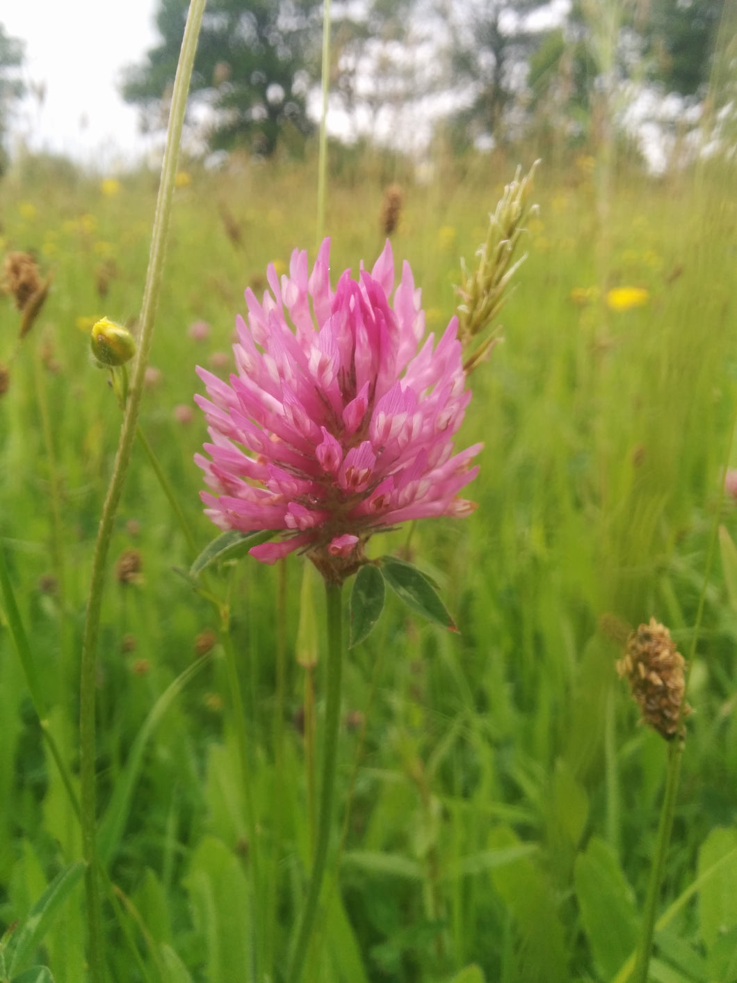 Wild Red Clover - 4g - Goren Farm Seeds