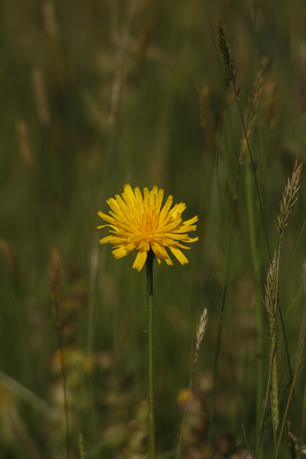 Rough Hawkbit - 5g - Goren Farm Seeds