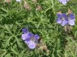 Load image into Gallery viewer, Meadow Cranesbill - 2g - Goren Farm Seeds
