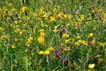 Premium Plus(+) Wildflower and grass mix - Goren Farm Seeds