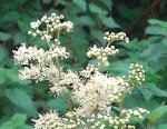 Meadowsweet - 2g - Goren Farm Seeds