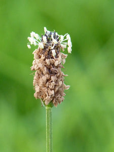 Ribwort Plantain Lanceolata - Goren Farm Seeds