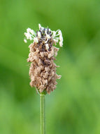 Ribwort Plantain Lanceolata - Goren Farm Seeds