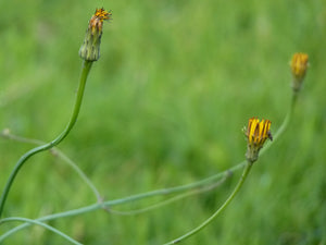 Cat's ear - 3g - Goren Farm Seeds