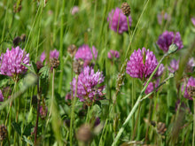 Load image into Gallery viewer, Wild Red Clover - 4g - Goren Farm Seeds
