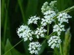 Pignut - 1g / 500 seeds - Goren Farm Seeds