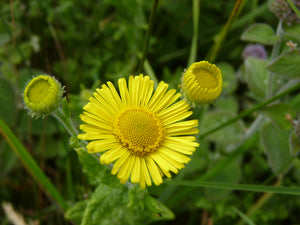 Fleabane - 1g - Goren Farm Seeds