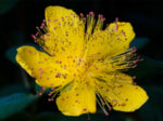 Hairy St John's Wort - 4g - Goren Farm Seeds