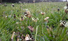 Load image into Gallery viewer, Ribwort Plantain Lanceolata - Goren Farm Seeds
