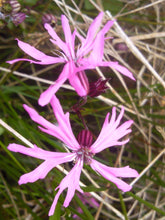 Load image into Gallery viewer, Ragged Robin 2g - Goren Farm Seeds
