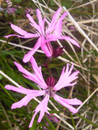 Ragged Robin 2g - Goren Farm Seeds