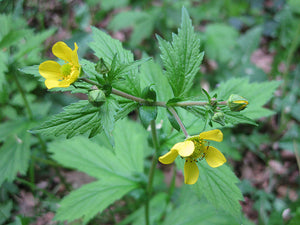 Wood Avens, 1g - Goren Farm Seeds