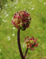 Salad Burnet, 4g - Goren Farm Seeds