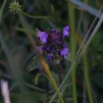 Self Heal - 4g - Goren Farm Seeds