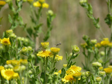 Load image into Gallery viewer, Fleabane - 1g - Goren Farm Seeds
