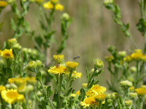 Fleabane - 1g - Goren Farm Seeds