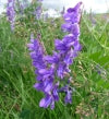 Tufted Vetch - 2g - Goren Farm Seeds