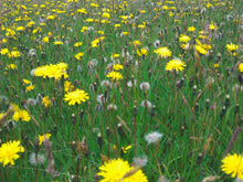 Load image into Gallery viewer, Rough Hawkbit - 5g - Goren Farm Seeds
