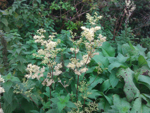 Meadowsweet - 2g - Goren Farm Seeds