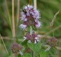 Water Mint - 1g - Goren Farm Seeds