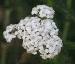 Yarrow - 3g - Goren Farm Seeds