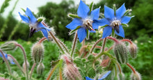 Load image into Gallery viewer, Borage, 1g - Goren Farm Seeds
