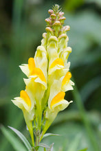 Load image into Gallery viewer, Common Toadflax, 1g - Goren Farm Seeds
