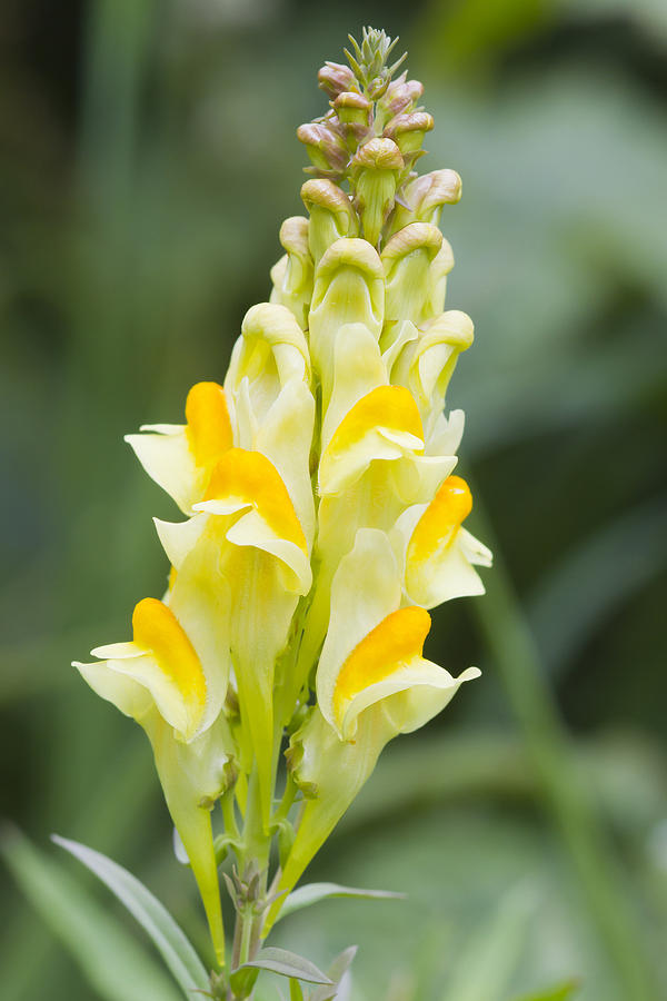 Common Toadflax, 1g - Goren Farm Seeds