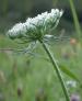 Wild Carrot - 8g - Goren Farm Seeds