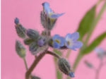 Field Forget-me-not - 2g - Goren Farm Seeds