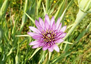 Goats Beard (salsify) purple - 4g - Goren Farm Seeds