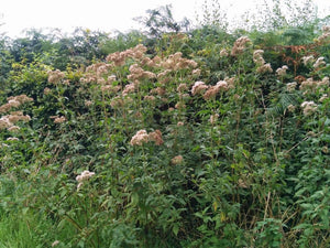 Hemp Agrimony - 1g - Goren Farm Seeds