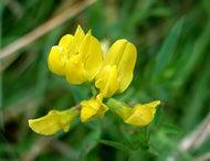 Meadow Vetchling - 6g - Goren Farm Seeds