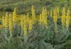 Great Mullein - 1g - Goren Farm Seeds