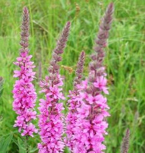 Purple Loosestrife - 2g - Goren Farm Seeds