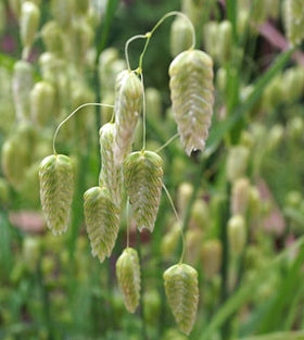 Quaking Grass - Goren Farm Seeds