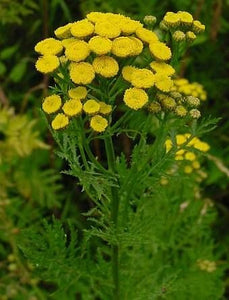 Tansy - 1g - Goren Farm Seeds