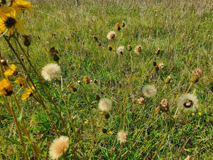 Hawkweed - 0.5g - Goren Farm Seeds