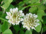 Wild White Clover - 5g - Goren Farm Seeds